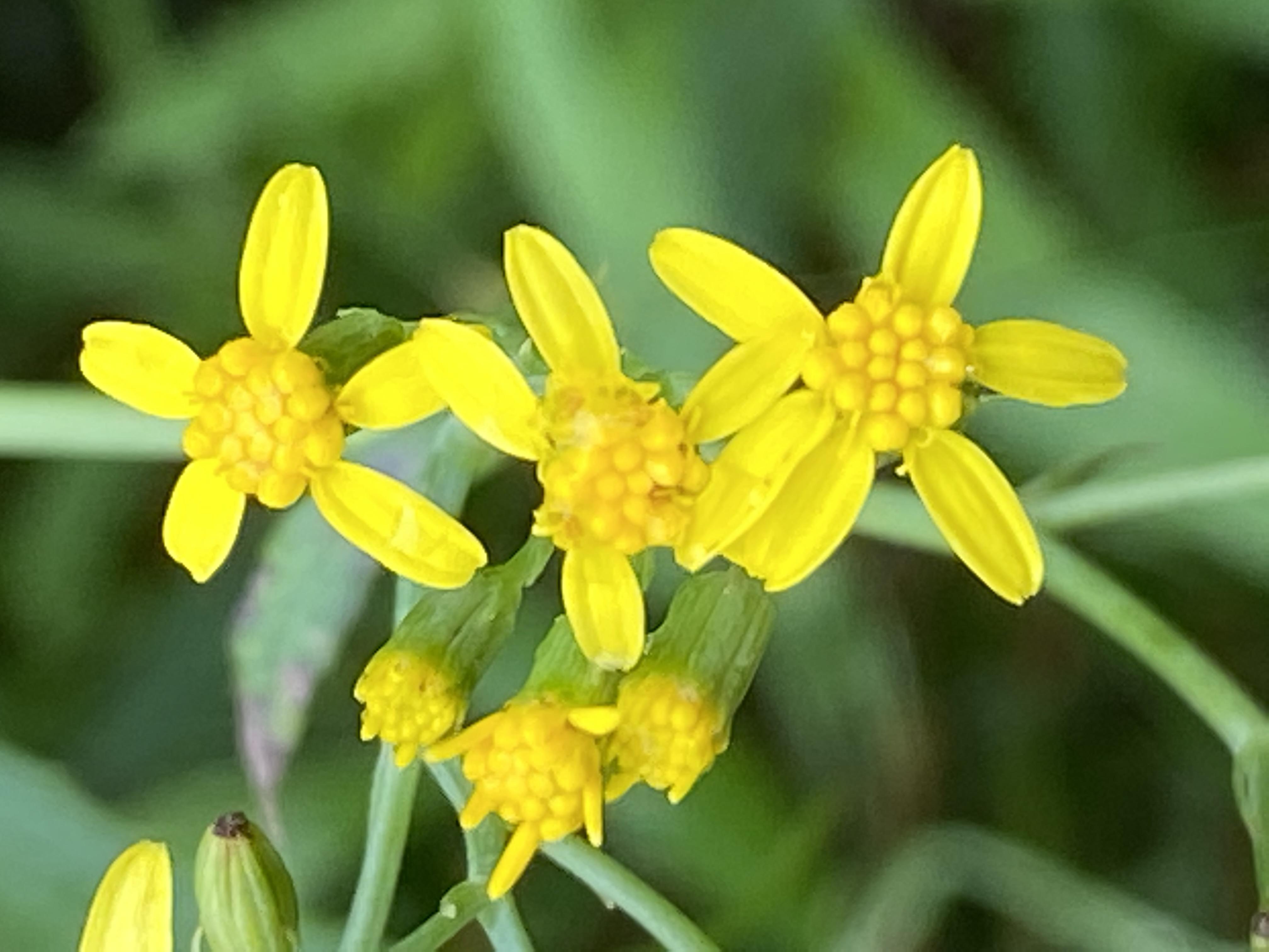 Fireweed groundsel (Senecio linearifolius) Care Guide: Pests, Diseases ...
