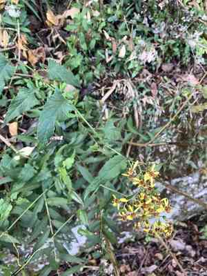 Cape-ivy(Senecio scandens)