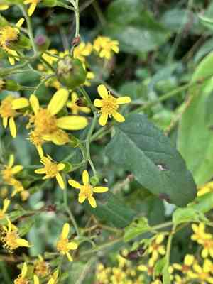 Cape-ivy(Senecio scandens)