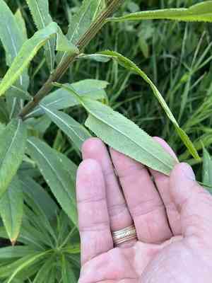 Tall ragwort(Senecio serra)