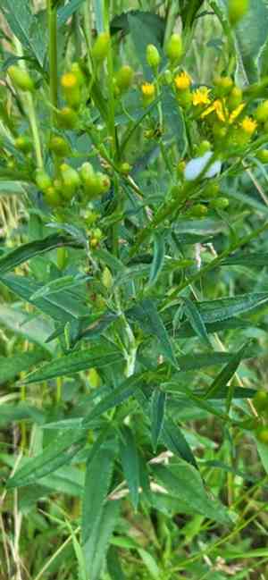 Tall ragwort(Senecio serra)