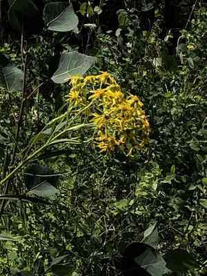 Tall ragwort(Senecio serra)