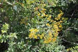 Tall ragwort(Senecio serra)