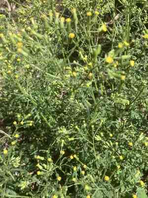 Mountain groundsel(Senecio sylvaticus)