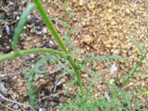 Mountain groundsel(Senecio sylvaticus)