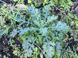 Mountain groundsel(Senecio sylvaticus)