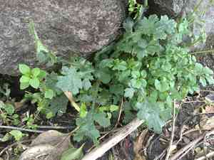 Mountain groundsel(Senecio sylvaticus)