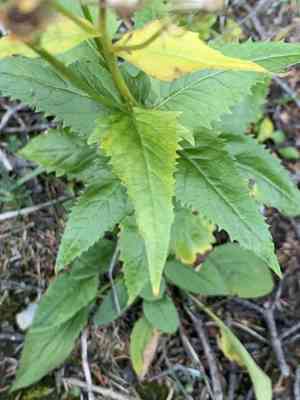 Arrowleaf ragwort(Senecio triangularis)