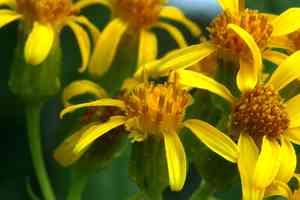 Arrowleaf ragwort(Senecio triangularis)