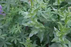 Arrowleaf ragwort(Senecio triangularis)