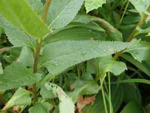 Arrowleaf ragwort(Senecio triangularis)