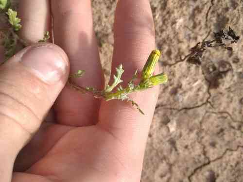 Common groundsel(Senecio vulgaris)