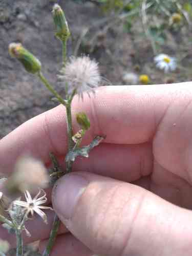 Common groundsel(Senecio vulgaris)