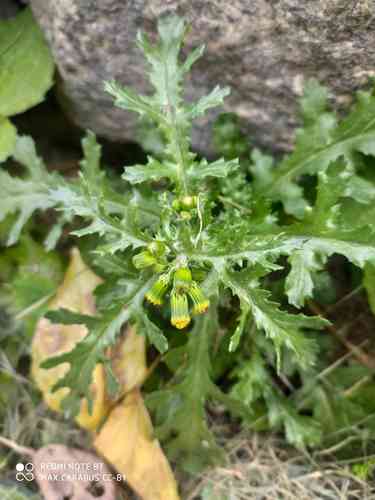 Common groundsel(Senecio vulgaris)