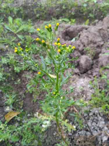 Common groundsel(Senecio vulgaris)