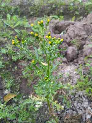 Common groundsel(Senecio vulgaris)