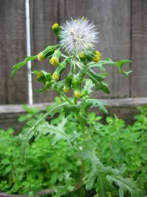 Common groundsel(Senecio vulgaris)