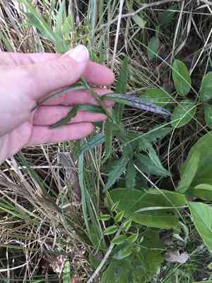 Ragworts (Senecio)(Senecio)