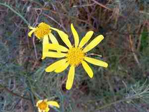 Ragworts (Senecio)(Senecio)