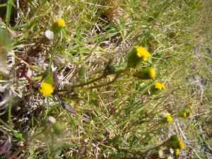 Ragworts (Senecio)(Senecio)
