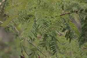 Black cutch(Senegalia catechu)