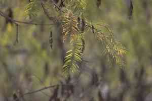 Black cutch(Senegalia catechu)