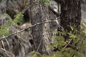 Black cutch(Senegalia catechu)