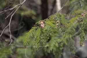 Black cutch(Senegalia catechu)