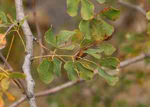 Knob thorn(Senegalia nigrescens)