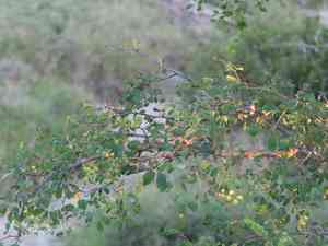 Knob thorn(Senegalia nigrescens)