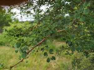 Knob thorn(Senegalia nigrescens)