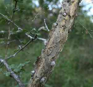 Knob thorn(Senegalia nigrescens)