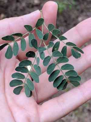 Wright acacia(Senegalia wrightii)