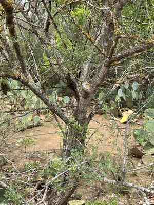 Wright acacia(Senegalia wrightii)