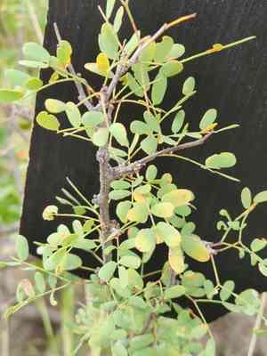 Wright acacia(Senegalia wrightii)