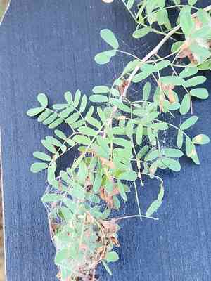 Wright acacia(Senegalia wrightii)