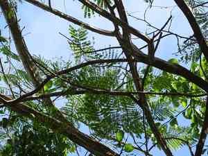 Senegalia (Senegalia)(Senegalia)