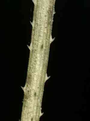 Senegalia (Senegalia)(Senegalia)