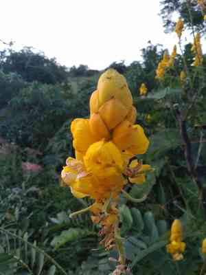 Emperor's candlesticks(Senna alata)