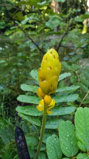 Emperor's candlesticks(Senna alata)