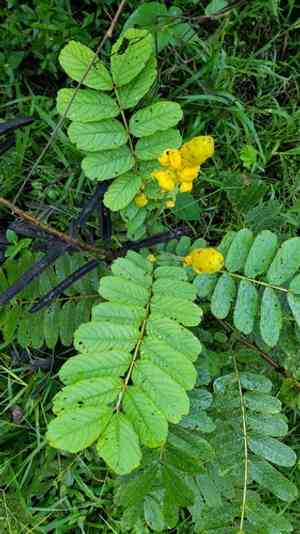 Emperor's candlesticks(Senna alata)