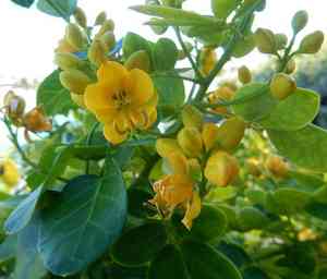 Christmas bush(Senna bicapsularis)