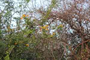 Christmas bush(Senna bicapsularis)