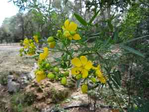 Argentine senna(Senna corymbosa)