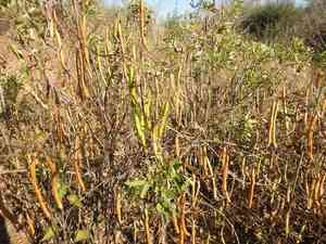 Argentine senna(Senna corymbosa)