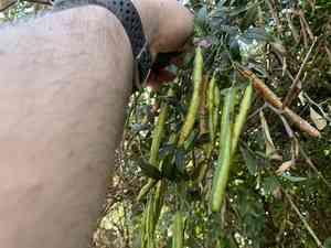 Argentine senna(Senna corymbosa)