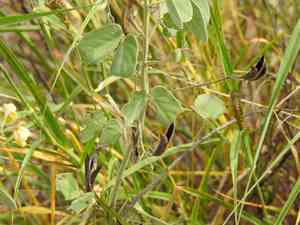 Durango senna(Senna durangensis)