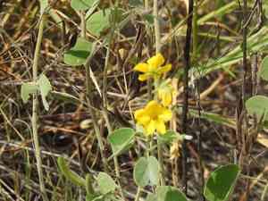 Durango senna(Senna durangensis)