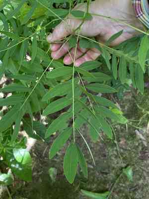 Wild senna(Senna hebecarpa)