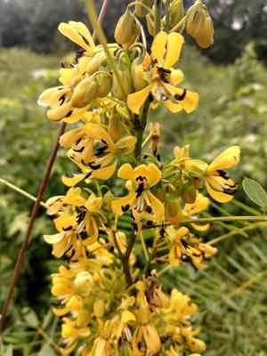 Wild senna(Senna hebecarpa)